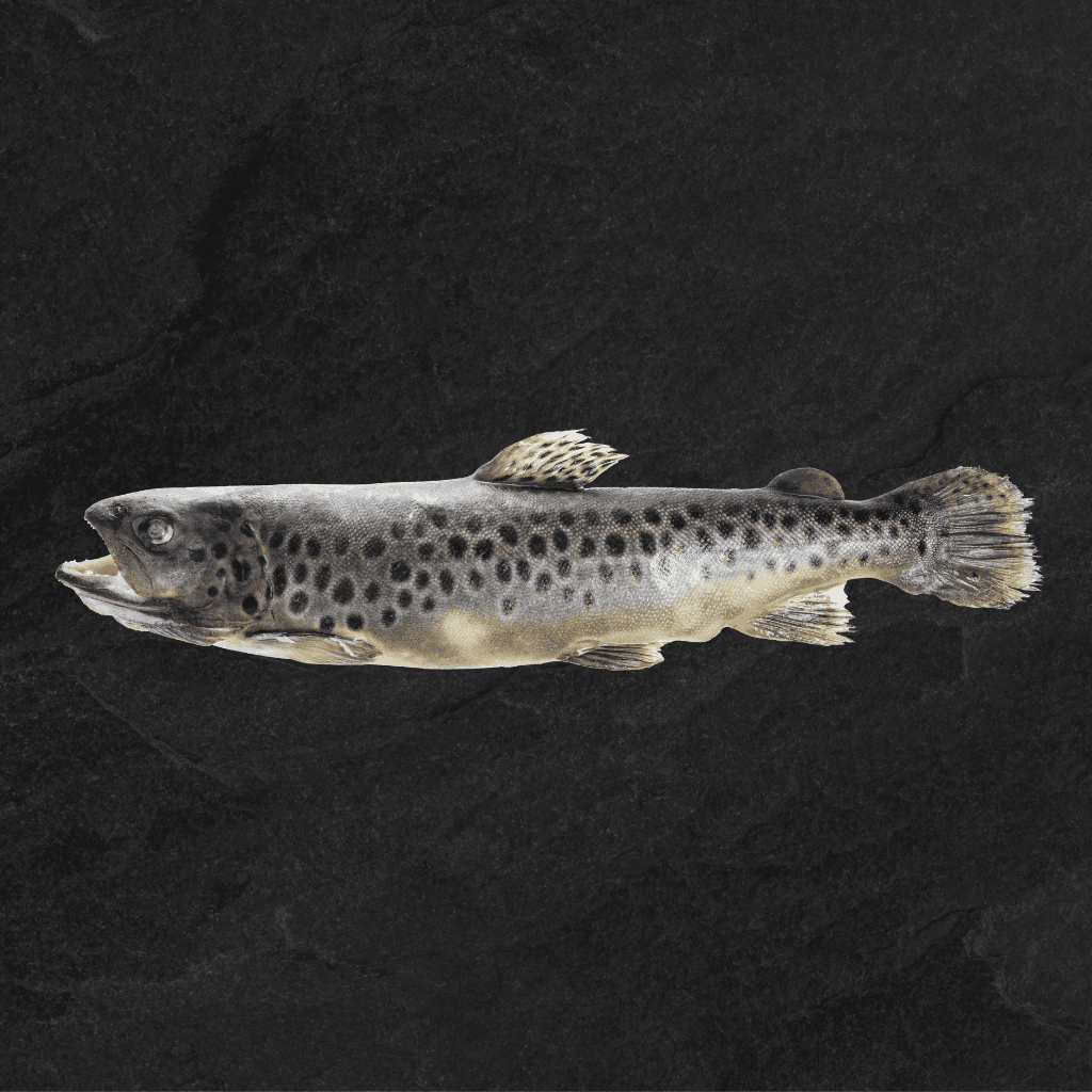 Šaldytas Margasis upėtakis (su galva, su uodega, išdarinėtas), 0,9-1,5kg,. ~10-15KG (NO)