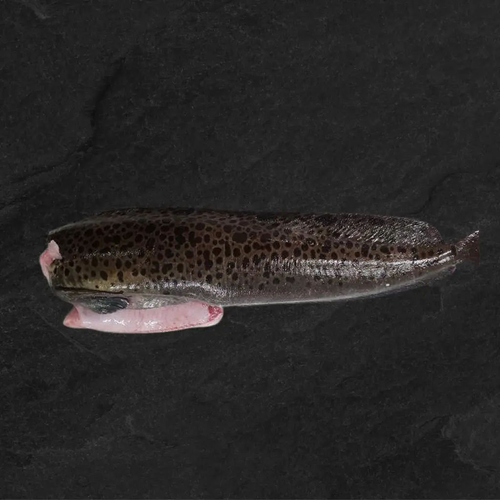 Šaldyta Dėmėtoji vilkžuvė - Fishmart